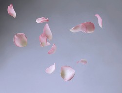 Rose petals on floor, symbolic flower petals of love on a plain white background. Lovely beautiful floral spring or summer pastel background 