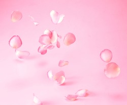 Rose petals on floor, symbolic flower petals of love on a plain white. Lovely beautiful floral spring or summer pastel pink tone background