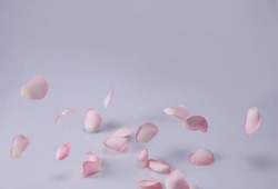 Rose petals falling on floor, symbolic flower petals of love on a plain white background. Lovely beautiful floral spring or summer pastel background. lovery Flower background 