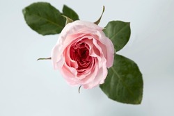 Single beatiful pink Rose of valentine symbolic flower of love on a plain white background. Closeup top angle view of big pink Ecuador rose pastel color isolated on white.