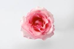 Single beatiful pink Rose of valentine symbolic flower of love on a plain white background. Closeup top angle view of big pink Ecuador rose pastel color isolated on white.