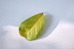 Dry leaves on white background. single almond leaf or Terminalia catappa on white. dry Yellow green brown leaves of autumn isolated