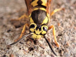Yellow Jacket Wasp from the genera Vespula and Dolichovespula