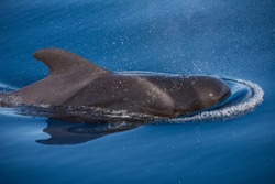 Pilot whale (Globicephala macrorhynchus). Picture taken during a whale watching trip in the south of Tenerife, Spain