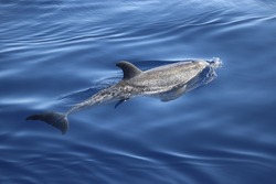 Atlantic spotted dolphin (Stenella frontalis). Picture taken during a whale watching trip in the south of Tenerife, Spain