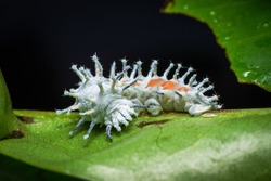 Atlas Moth Larva- Attacus atlas