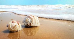 Beautiful beach with Seashells 
Seashells Seashore Beautiful location 