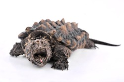alligator snapping turtle open mouth on white background 