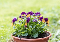 Spring garden works, ornamental colorful flowers of viola plant close up. Heartsease viola flower. Viola genus of flowering plants in violet family violaceae. Beautiful gorgeous flower. 