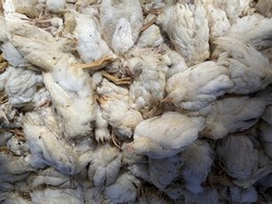 Poultry Disease Outbreaks, Avian Influenza in Chickens, Image for Chicken health isuess. 