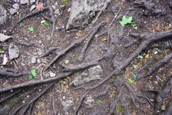 Top view of lots of old snaking roots of ancient tree on ground in mountain forest