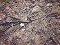 Top view of lots of old snaking roots of ancient tree on ground in mountain forest