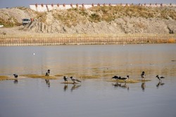 Birds crows in a large puddle on the shallows. Gulf or lake. construction in progress in the background . High quality photo