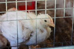 little Chickens eating behind bars animal prison in the farm chicken coop henhouse roost hencoop . High quality photo