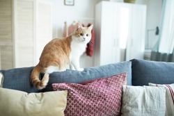 Red and white cat sitting on sofa in the living room