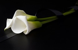 White flowers of Zantedesia tied with a mourning ribbon on a black background. Copy space. Concept of sorrow and death