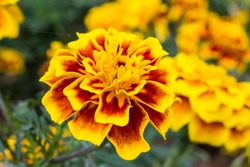 Marigold,yellow flower,Marigold tree,orange marigold,Marigold petals