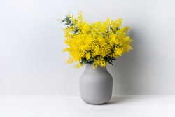 A beautiful floral arrangement of Australian native yellow wattle/acacia flowers in a grey vase on a white table with a white background. Know as Acacia baileyana or Cootamundra wattle.