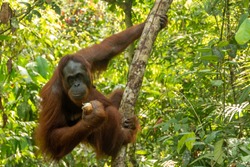 Orangutan from the island of Borneo in its natural habitat