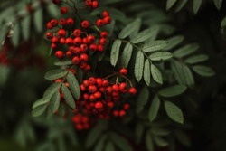 Red rowan berries on a green background in the summer forest. Autumn soon.                               