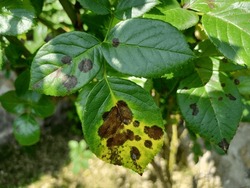 Black spot on roses leaves. Fungus decease Diplocarpon rosae  Marssonina rosae