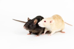 Two rats of white and dark color on a white background