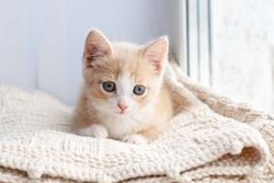 A small red kitten sits by the window on a plaid and looks directly into the frame