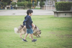 Asian child walking with a siberian husky dog in the park