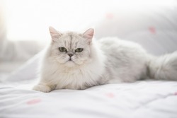 Cute persian cat lying on the bed under sunlight