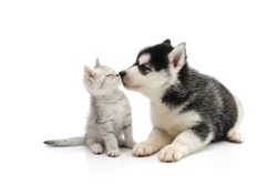 Cute puppy kissing cute tabby kitten on white background isolated