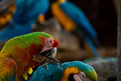 Close-up of a green macaw, blue macaws on the background