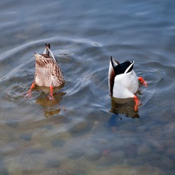 Funny photo, two ducks dived up by the priests. Photo ducks on the pond