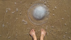 Feet of a person looking at Rhopilema nomadica jellyfish at the beach. It has vermicular filaments with venomous stinging cells that cause painful injuries to people. Jellyfish sting concept image.
