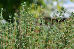 Thyme or Thymus vulgaris - perennial herb with tiny aromatic leaves. Macro image of fresh green thyme growing outdoors in the garden, selective focus.