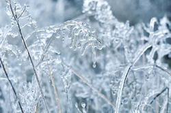 Detail of a dry plant covered in ice after a winter ice storm.