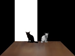 Black and White Cats with White and Black Background