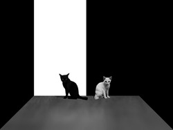 Black and White Cats with White and Black Background in Black and White