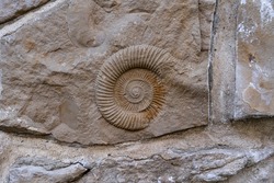 Fossil of specimen of ammonite in stone wall