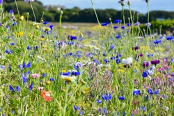 Nature background, wildflowers, wildflower meadow. Mix of multicoloured wild flowers found in a field in the British countryside. Varieties of poppy, cornflower, meadowsweet, cow parsley and marigold