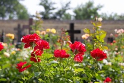Flowers in the cemetery. Beautiful red roses on a background of black Christian crosses. Cemetery flowers. Flowers and crosses on the graves in the rays of the bright sun on a summer day.