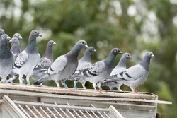 group of messenger pigeons outside of their  dovecote , you can see the message rings to carry the messages