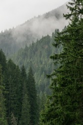 Beautiful thick dark green pine tree with a moody, misty pine forest in the background. Forested mountain slope in low lying cloud. Landscape in vintage retro hipster style.