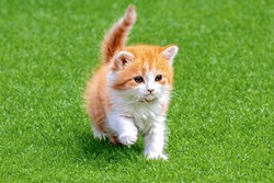 A small kitten on a green lawn. A small kitten is sitting on a green lawn. Copy space, side view