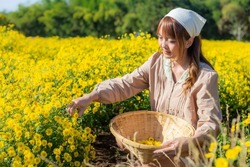 young woman collects chrysanthemum flowers in the garden and puts them in a basket and prepares them to make tea for drinking.