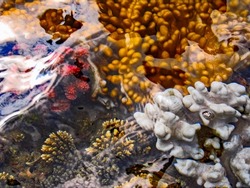 A variety of colourful shallow water corals, including knob-corals and wart corals, in the Maputo Bay  side of Inhaca Island of the coast of Mozambique