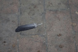 Bird feather on the ground