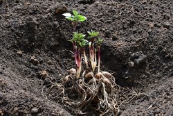 Dahlia tubers with young shoots lie on the ground before planting. Growing dahlias, spring work in the garden