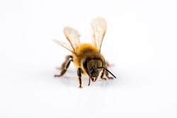 Farm animal honey bee as a worker close up isolated on white background with text space