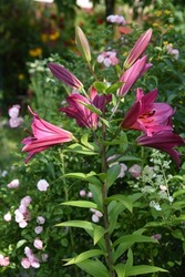 Lilium OT-hybrids Purple Prince grows and blooms in the garden in summer
