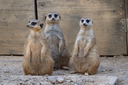 Meerkat life at the zoo.